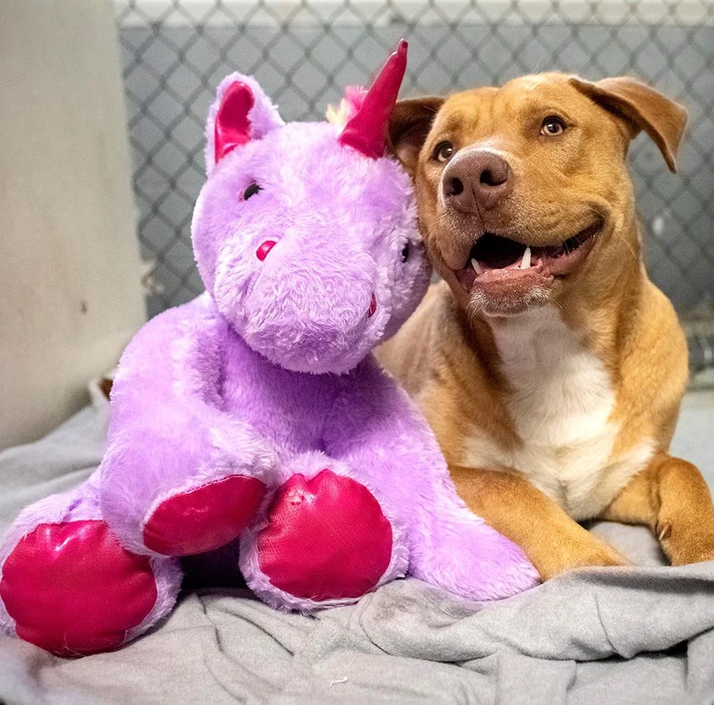 Perrito que seguía escabulléndose en una tienda por un unicornio de peluche tiene un nuevo comienzo 5 Adorable perrito en el refugio