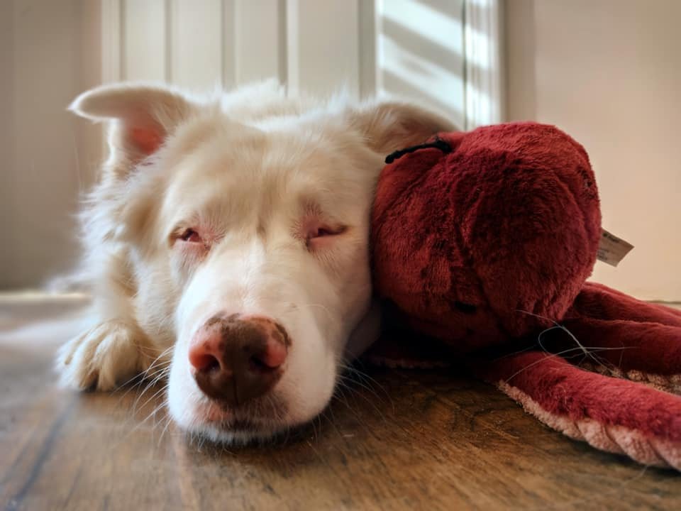 Perrita sorda y ciega reconoce inmediatamente a su abuelo después de un año 14 Bitsy peluche