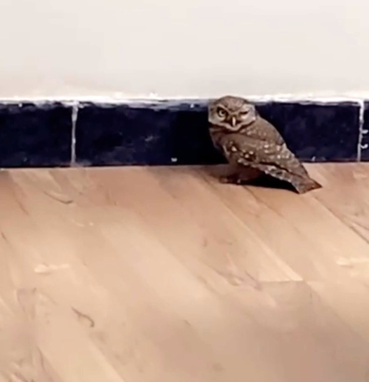 Adorable bebé lechuza cae de su nido y se encuentra en una oficina 3 Búho adulto