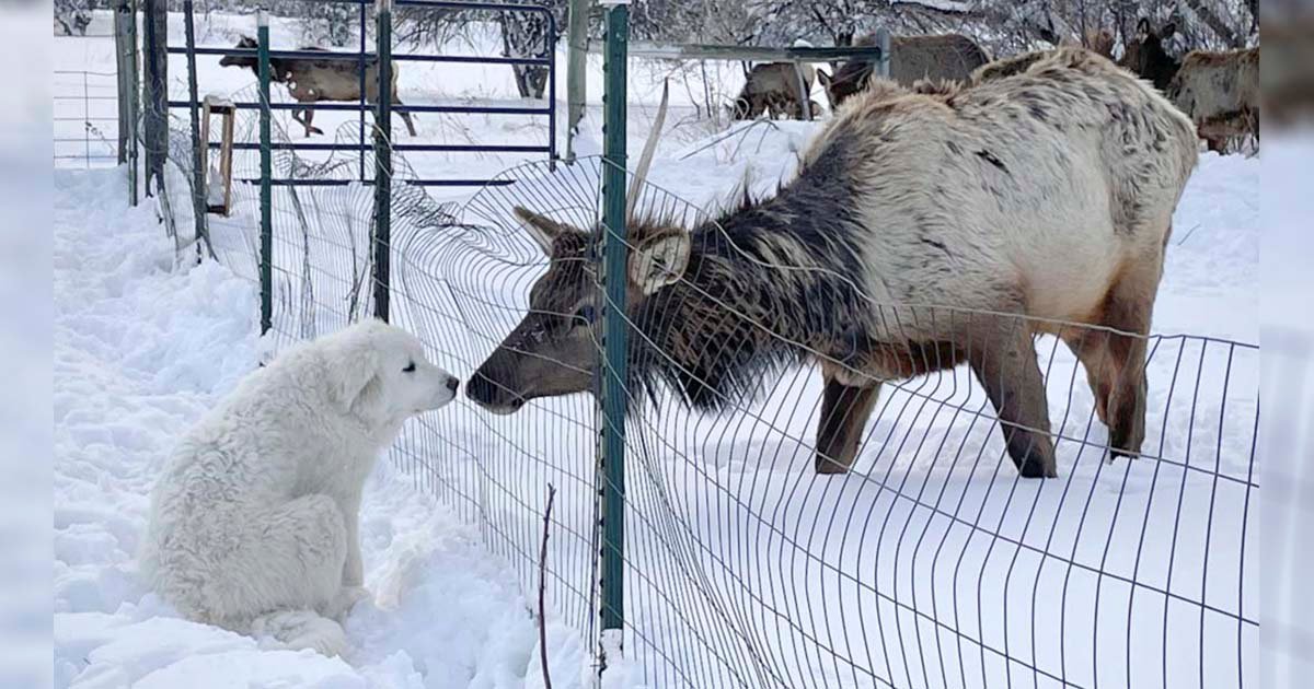Cachorro Gran Pirineo y un alce salvaje se encuentran y comparten un dulce beso