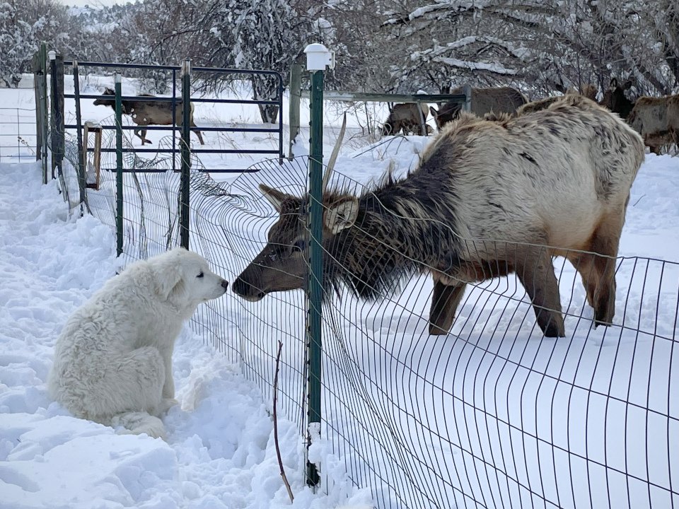 Cachorro Gran Pirineo y unos alces salvajes se encuentran y comparten un dulce beso 4 Cachorro de gran pirineo y alce