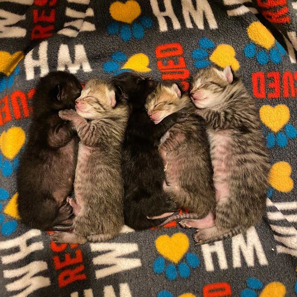 Gata es rescatada justo a tiempo para que sus gatitos pudieran nacer en un hogar seguro 7 Camada de gatitos