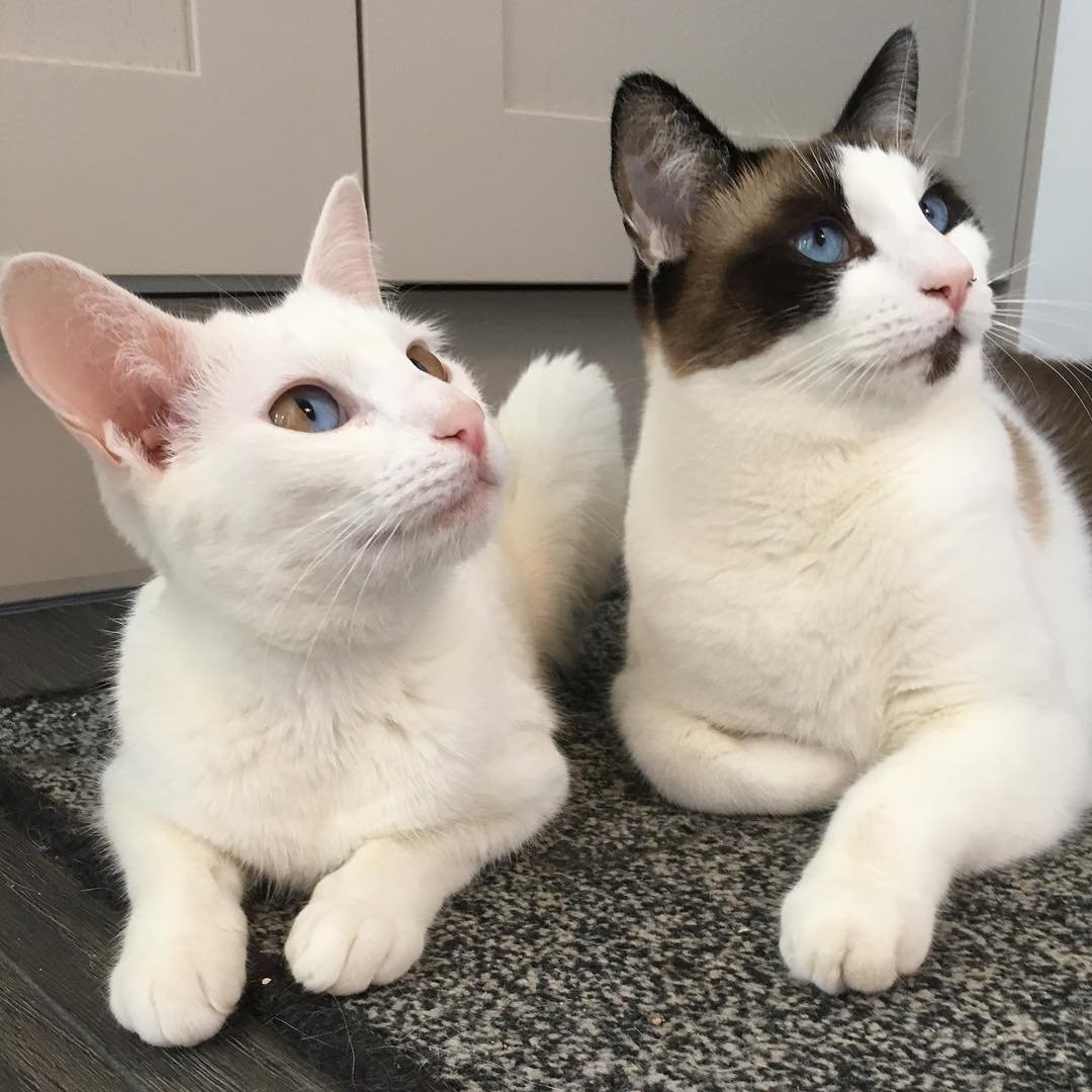 Hermosa gatita tiene ojos de dos tonos que son mitad marrones y mitad azules 10 Dos adorables gatitos
