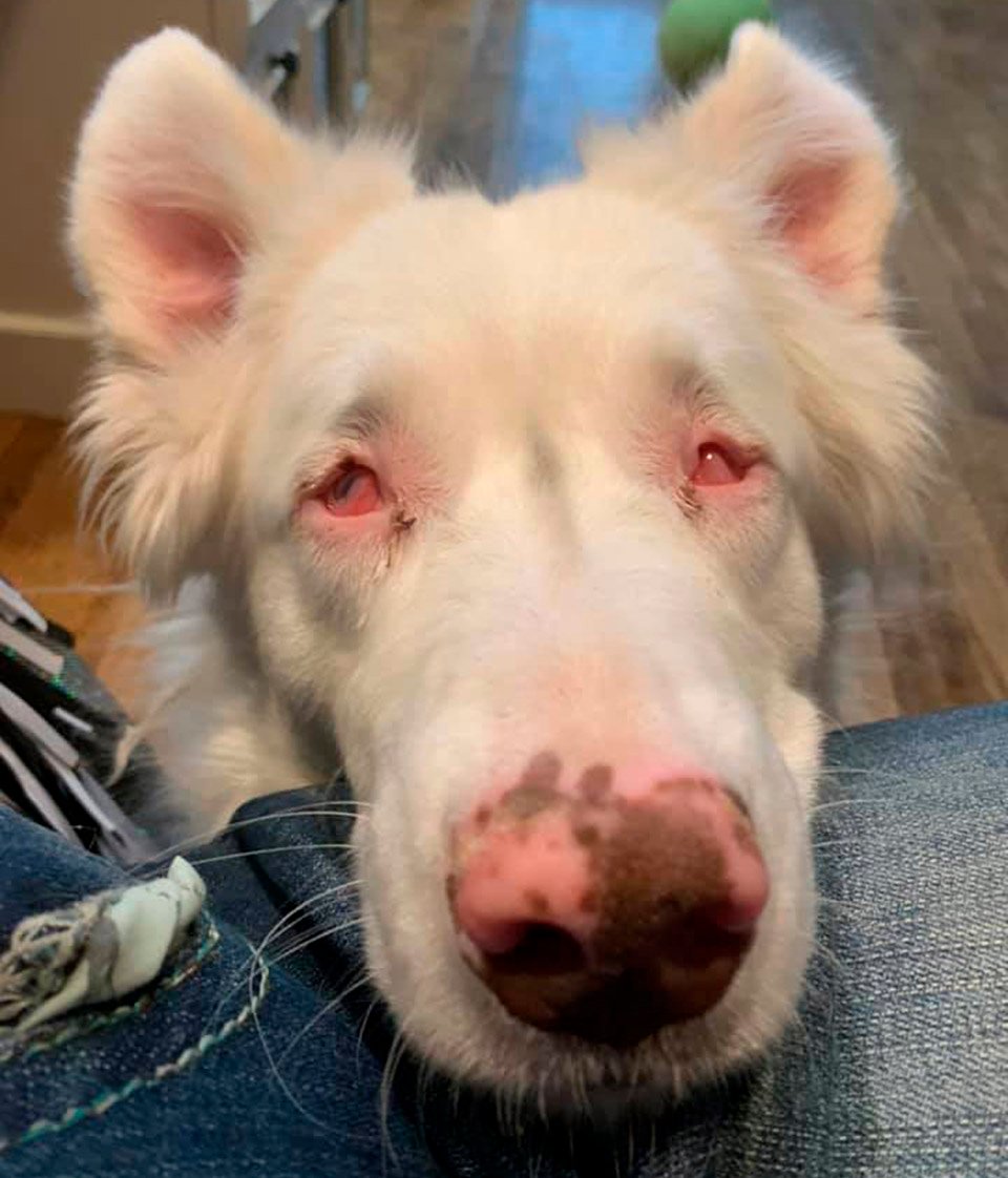 Perrita sorda y ciega reconoce inmediatamente a su abuelo después de un año 15 Dulce Bitsy