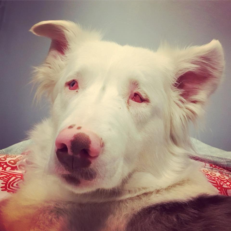 Perrita sorda y ciega reconoce inmediatamente a su abuelo después de un año 16 Dulce Perrita ciega sorda