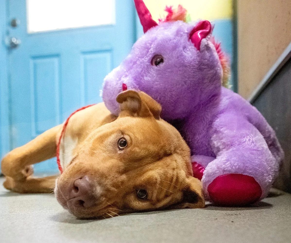 Perrito que seguía escabulléndose en una tienda por un unicornio de peluche tiene un nuevo comienzo 2 Encantador perro y su peluche de juguete