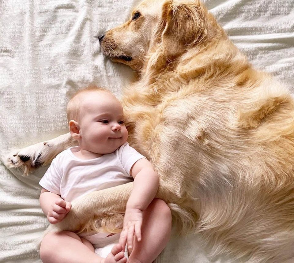Este golden retriever tiene un vínculo muy dulce con su hermanita humana 2 Este perro tiene hermandad