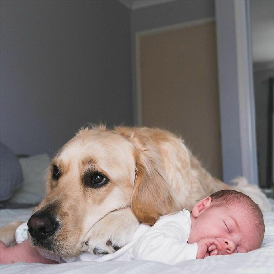 Este golden retriever tiene un vínculo muy dulce con su hermanita humana 1 Este perro tiene vínculo