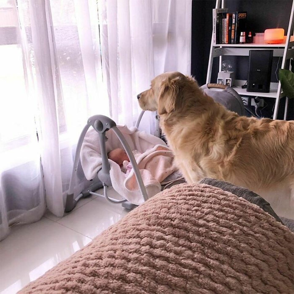 Este golden retriever tiene un vínculo muy dulce con su hermanita humana 4 Este perro tiene