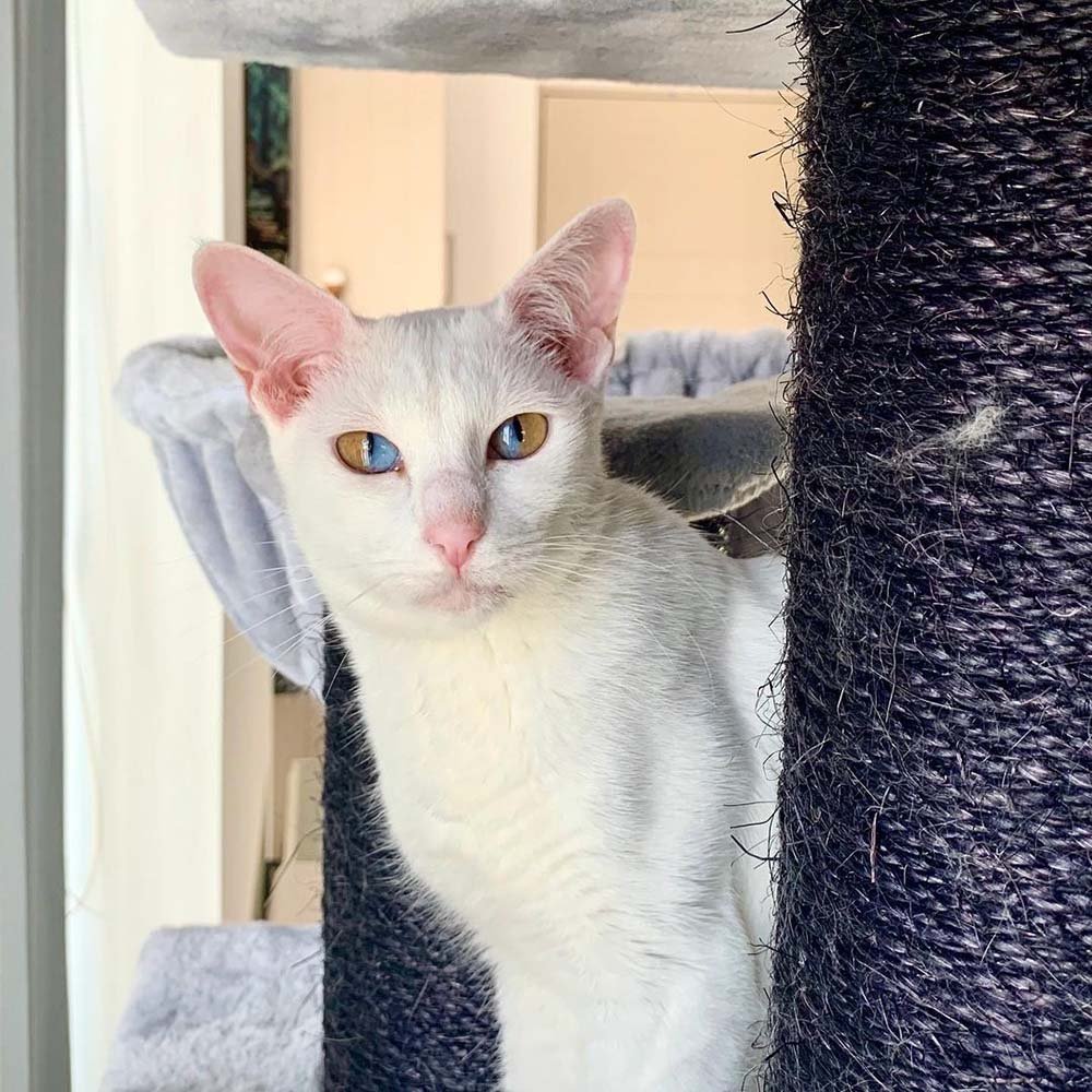 Hermosa gatita tiene ojos de dos tonos que son mitad marrones y mitad azules 9 Gatita blanca de ojos hermosos