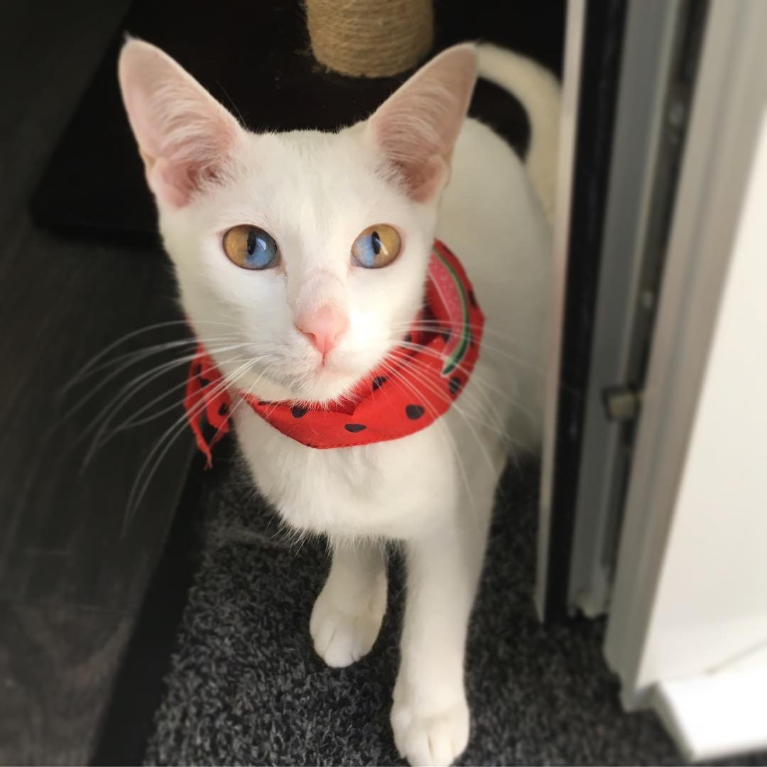 Hermosa gatita tiene ojos de dos tonos que son mitad marrones y mitad azules 6 Gatita de ojos bicolor