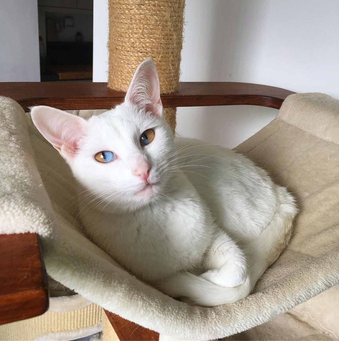 Hermosa gatita tiene ojos de dos tonos que son mitad marrones y mitad azules 7 Gatita descansando