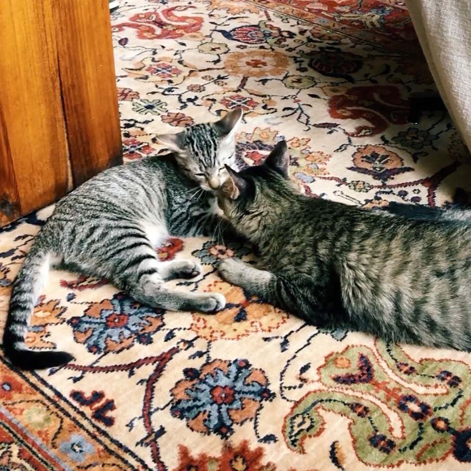 Gata es rescatada justo a tiempo para que sus gatitos pudieran nacer en un hogar seguro 11 Esta gata es rescatada justo a tiempo