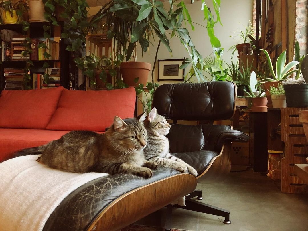 Gata es rescatada justo a tiempo para que sus gatitos pudieran nacer en un hogar seguro 12 Hermosos gatos en el sillón