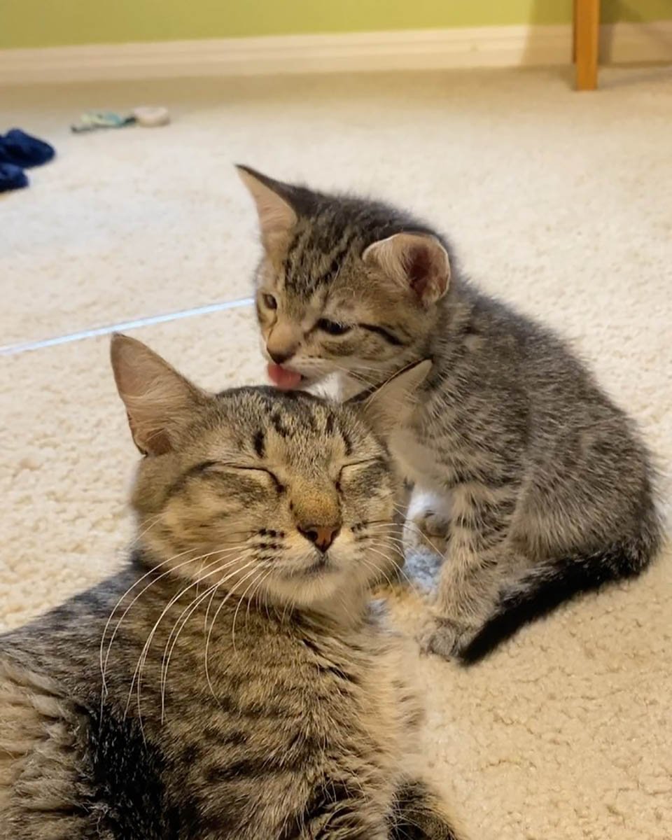 Gata es rescatada justo a tiempo para que sus gatitos pudieran nacer en un hogar seguro 8 Esta gata es rescatada justo a tiempo para que pudiera dar a luz