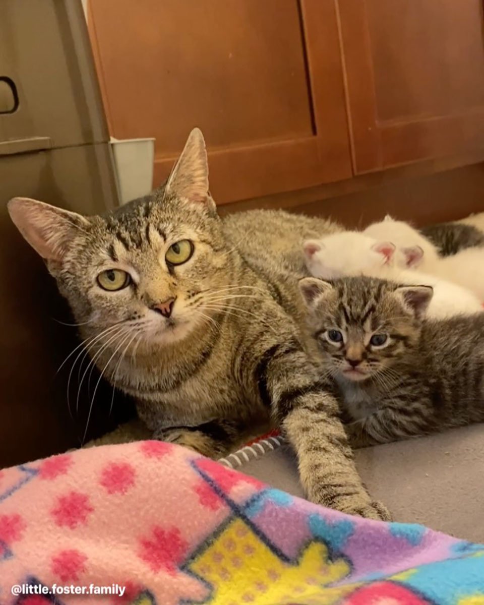 Gata es rescatada justo a tiempo para que sus gatitos pudieran nacer en un hogar seguro 10 Mamá gata y su bebé