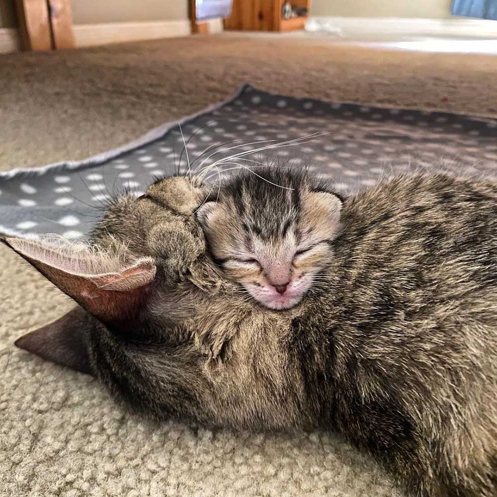 Gata es rescatada justo a tiempo para que sus gatitos pudieran nacer en un hogar seguro 9 Mamá y su bebé