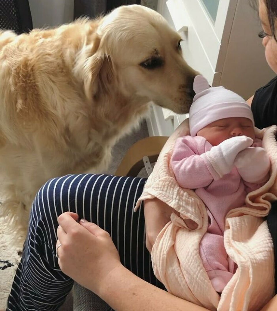 Este golden retriever tiene un vínculo muy dulce con su hermanita humana 3 Marshall conoce a Macy