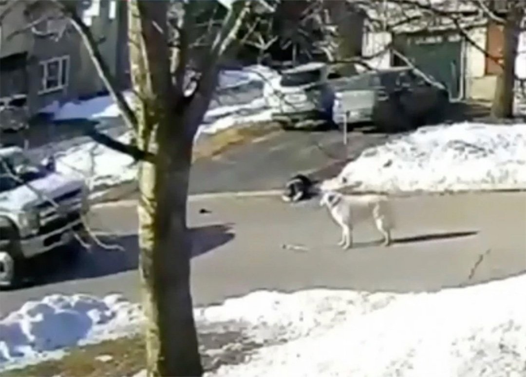 Perrita detiene un vehículo para ayudar a mamá que tuvo una convulsión en su paseo 12 Perrita detiene automóvil camión