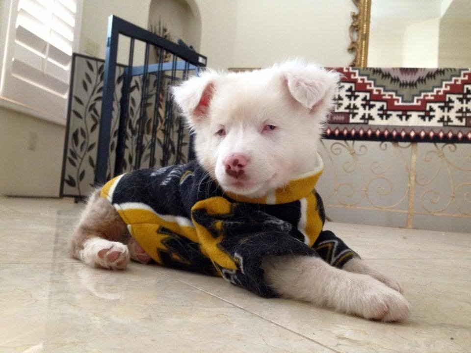 Perrita sorda y ciega reconoce inmediatamente a su abuelo después de un año 11 Perrita sorda ciega