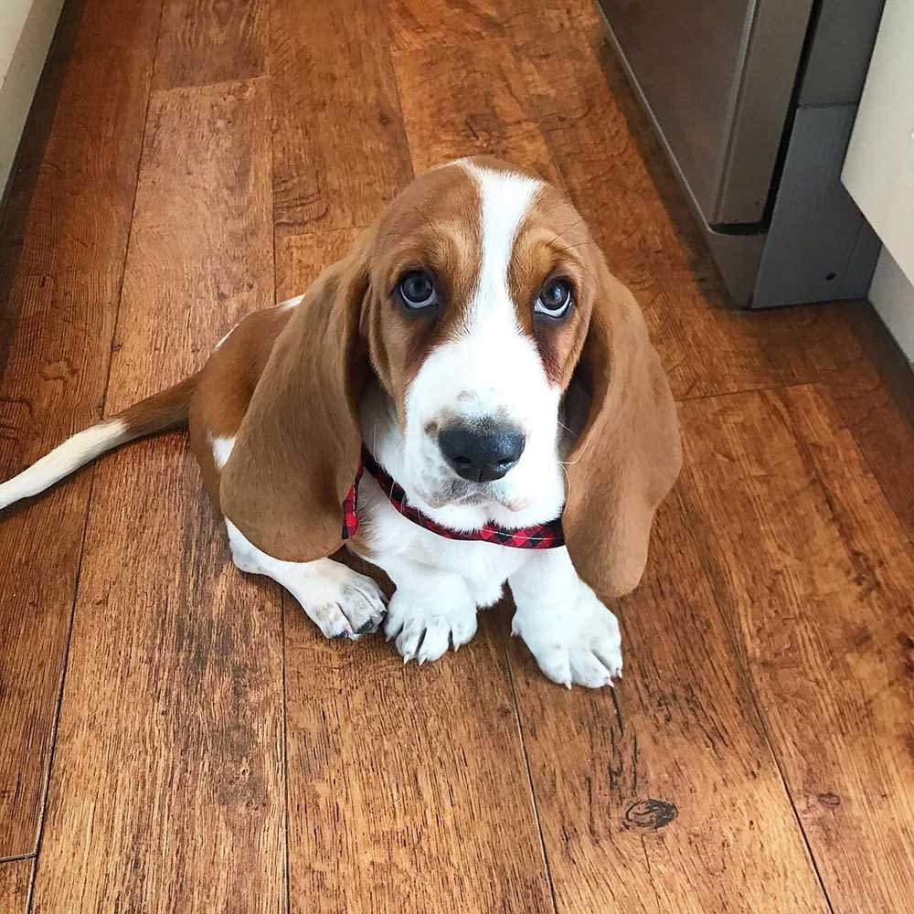 Perrito está muy emocionado cuando su familia le compra su propio 'tobogán' 5 Perrito está muy emocionado por tener su propio tobogán