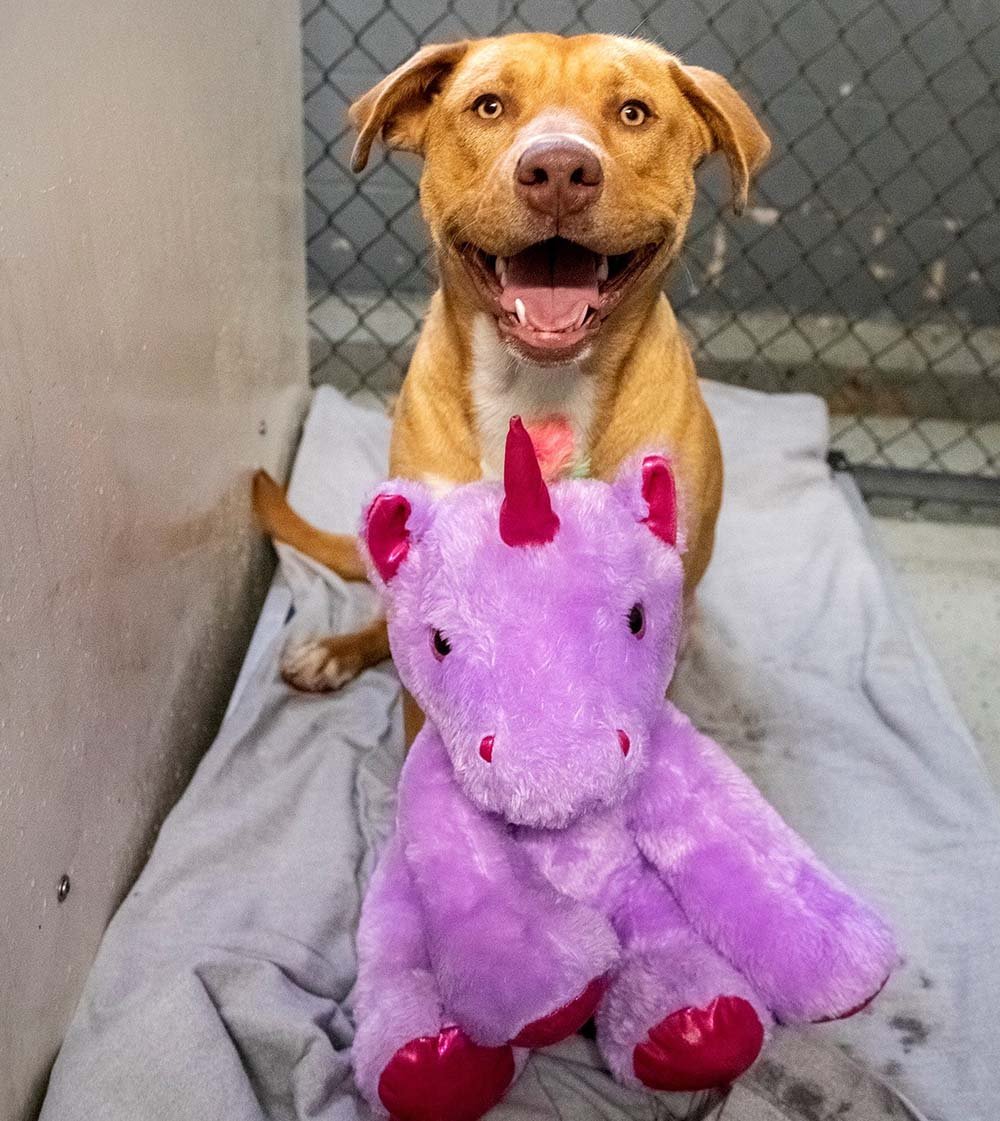Perrito que seguía escabulléndose en una tienda por un unicornio de peluche tiene un nuevo comienzo 1 Perrito sonriente y su unicornio de peluche