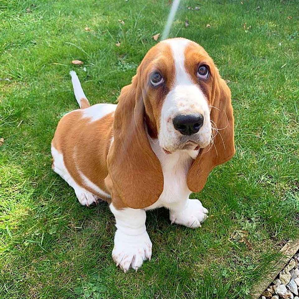 Perrito está muy emocionado cuando su familia le compra su propio 'tobogán' 4 Perrito tiene su propio tobogán