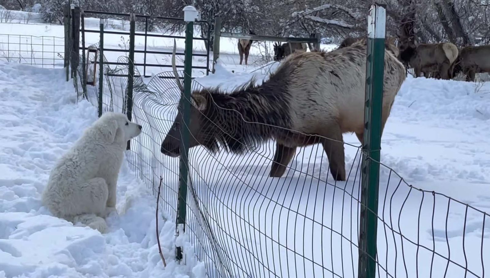 Cachorro Gran Pirineo y unos alces salvajes se encuentran y comparten un dulce beso 3 Perrito y Alce
