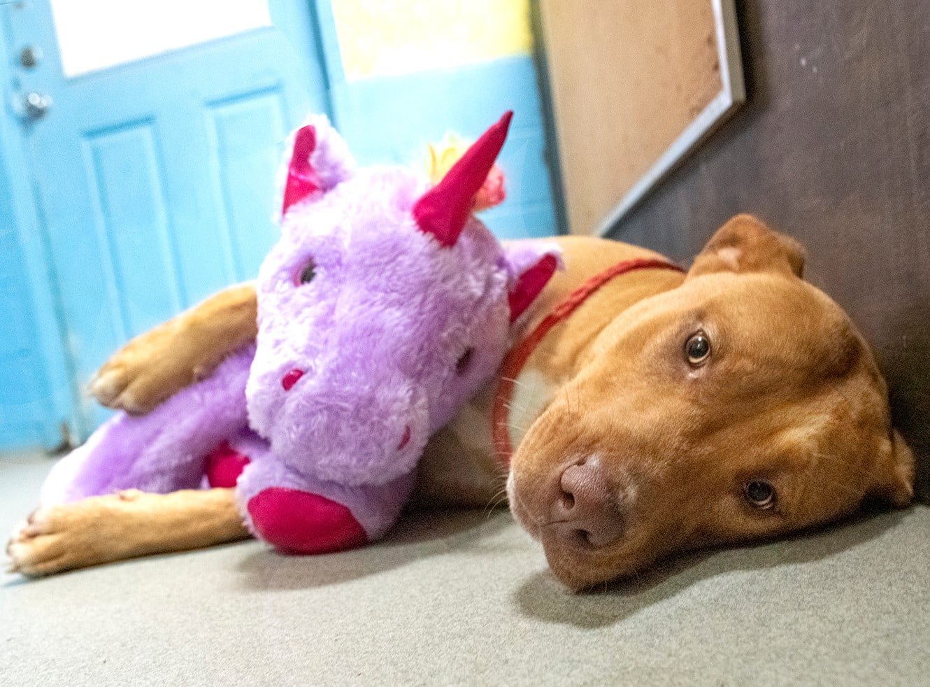 Perrito que seguía escabulléndose en una tienda por un unicornio de peluche tiene un nuevo comienzo 8 Perrito y su unicornio de peluche