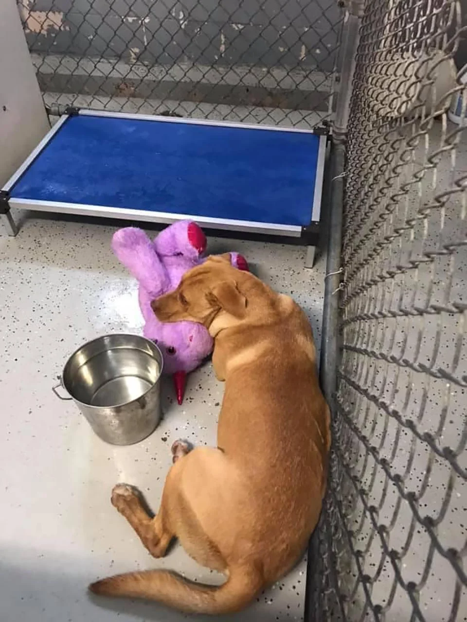 Perrito que seguía escabulléndose en una tienda por un unicornio de peluche tiene un nuevo comienzo 4 Perro en un refugio