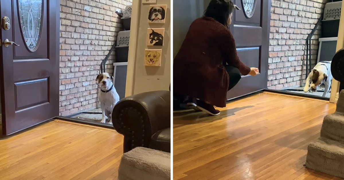Perro vivía en la calle intenta entrar nuevo hogar