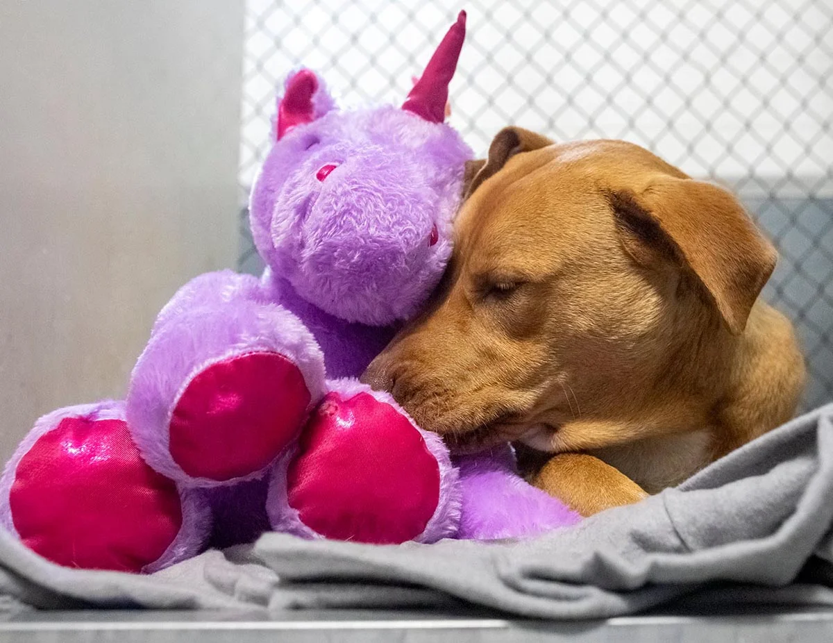 Perrito que seguía escabulléndose en una tienda por un unicornio de peluche tiene un nuevo comienzo 3 Tierno perrito y su juguete