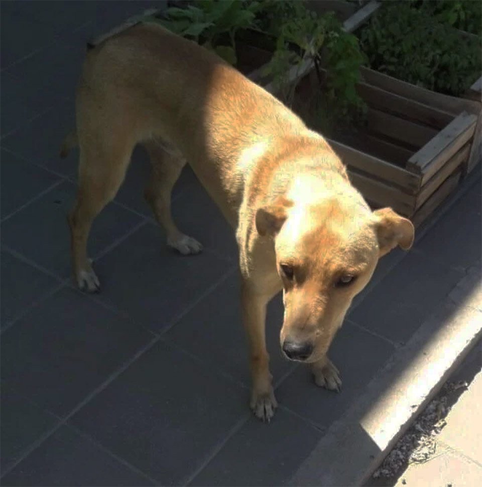 Emotivo reencuentro de una mujer con su perro que estuvo perdido por 3 meses 12 Adorable Congo