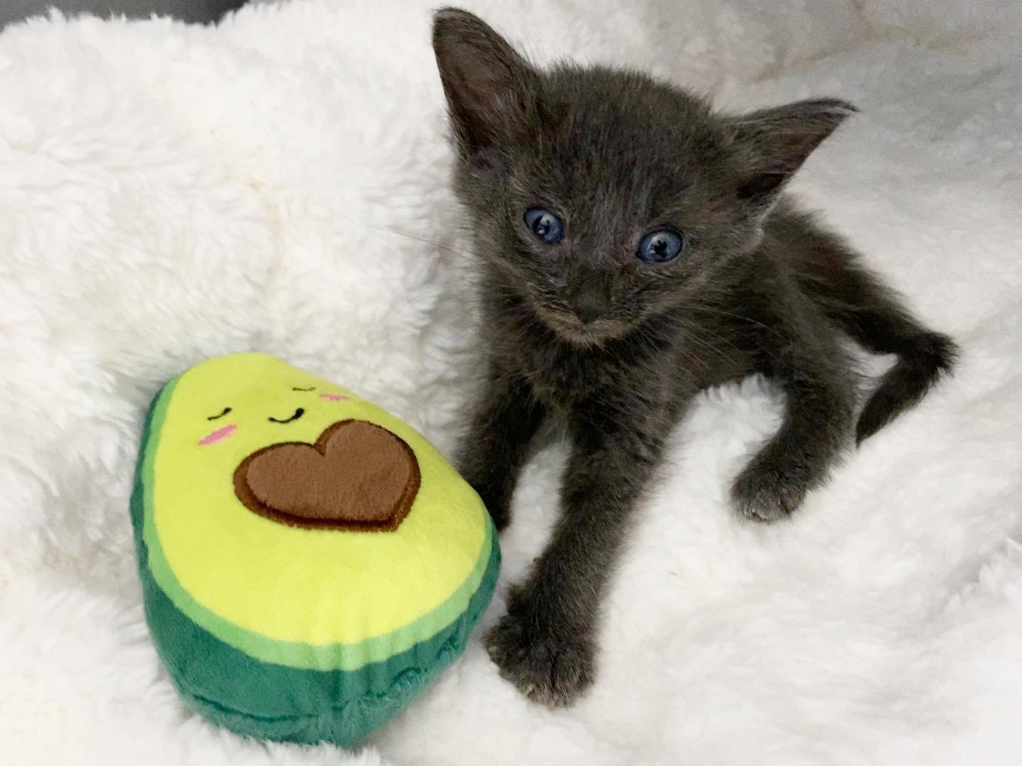 Gatita rescatada insiste en permanecer cerca de la persona que le salvó la vida 9 Adorable gato y su juguete