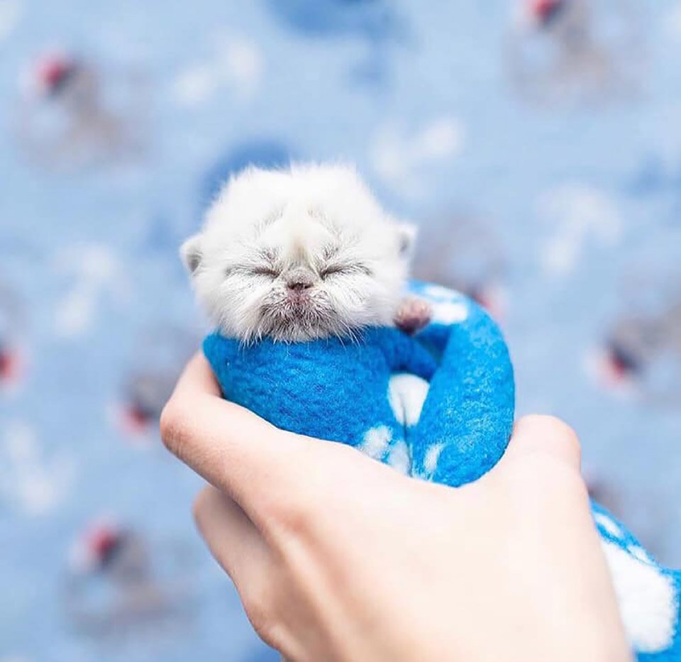 Gatito con el rostro de abuelo más lindo está decidido a conquistar a todos con su encanto 14 Adorable gatito bebé