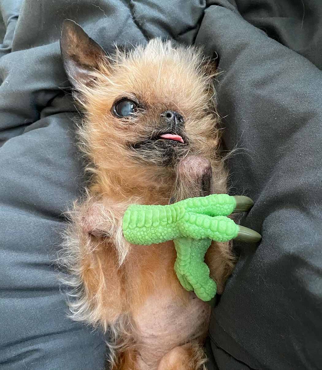 Adorable perrito rescatado