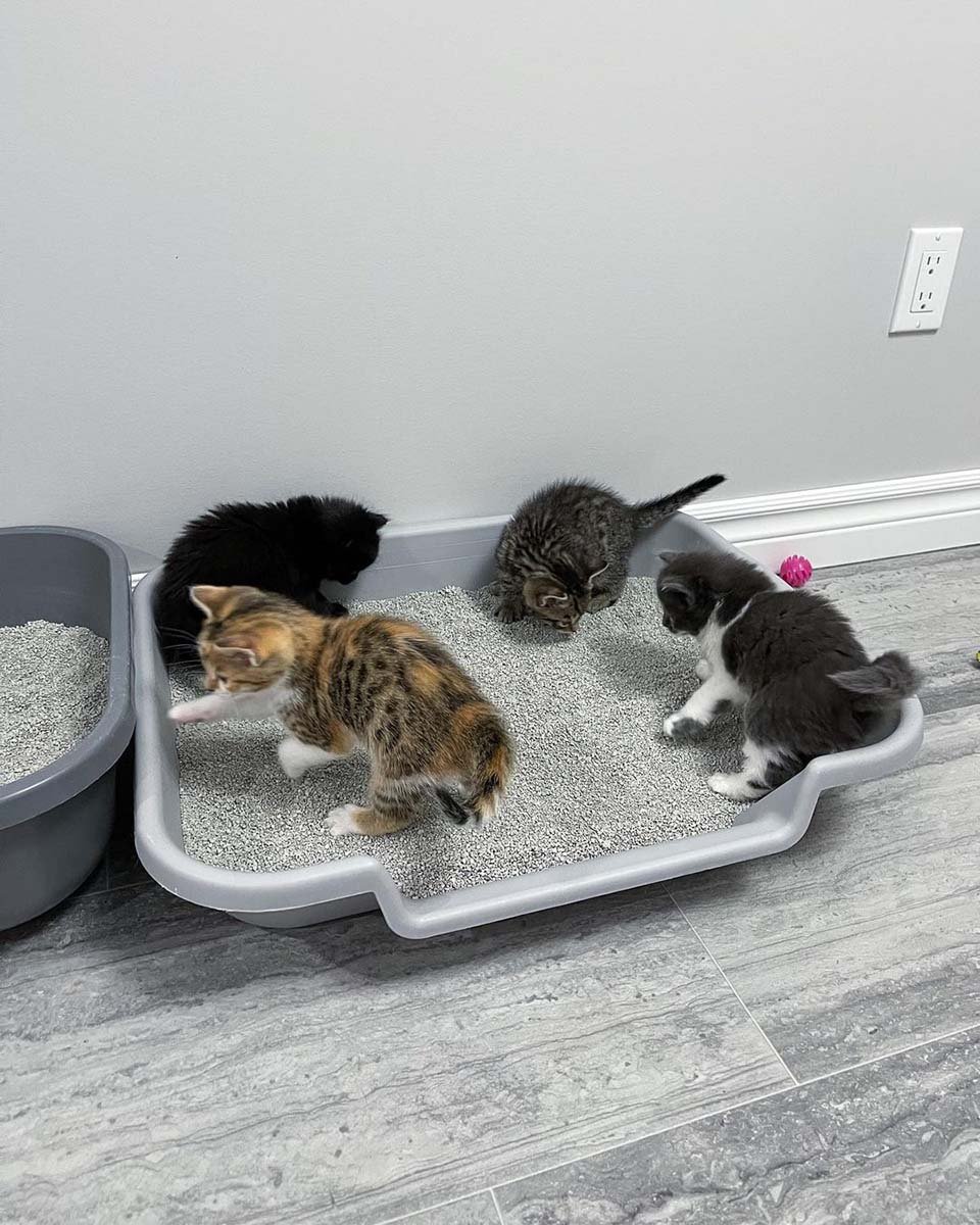 Gata visita a una vecina que fue amable con ella para que sus gatitos puedan vivir mejor 15 Adorables gatitos bebés