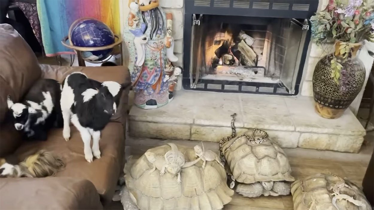 Mujer lleva animales del santuario a su casa para sobrevivir a la tormenta invernal 8 Animales de santuario en la sala de una casa