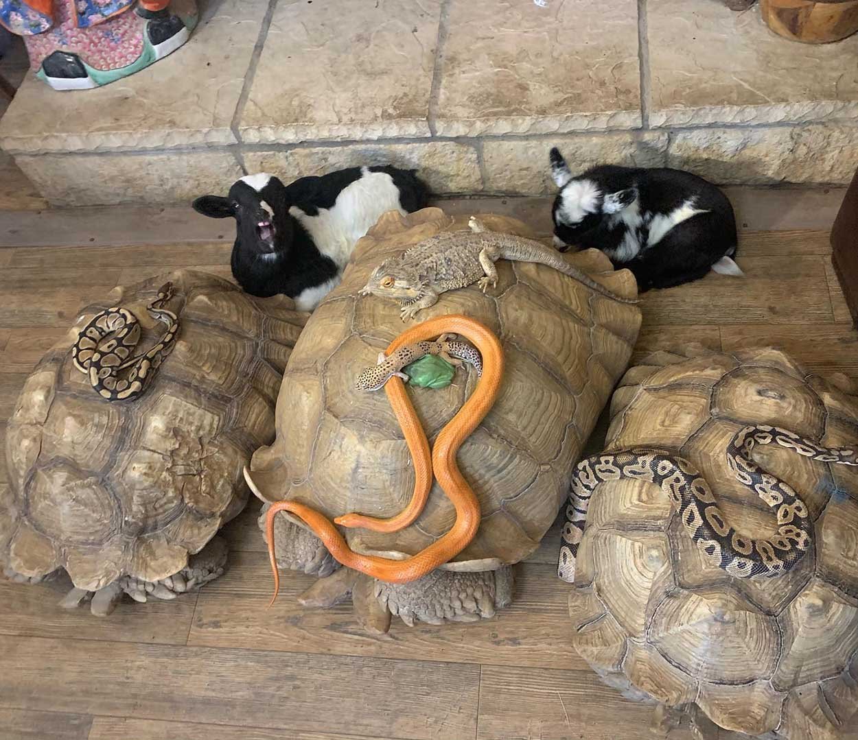 Mujer lleva animales del santuario a su casa para sobrevivir a la tormenta invernal 6 Animales de santuario refugiándose de una tormenta