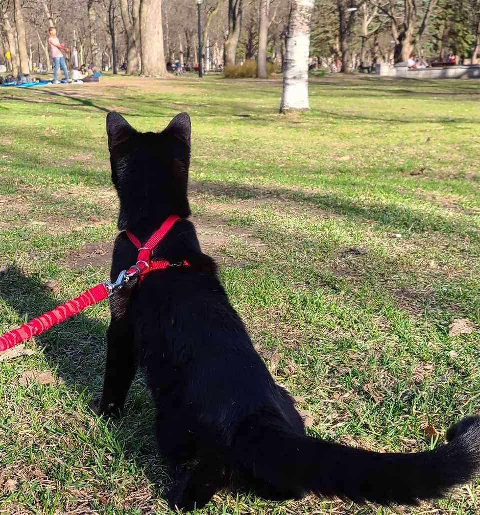 Gatito bizco encontró su camino desde vagar por las calles hasta vivir la mejor vida 14 Biglou en el parque