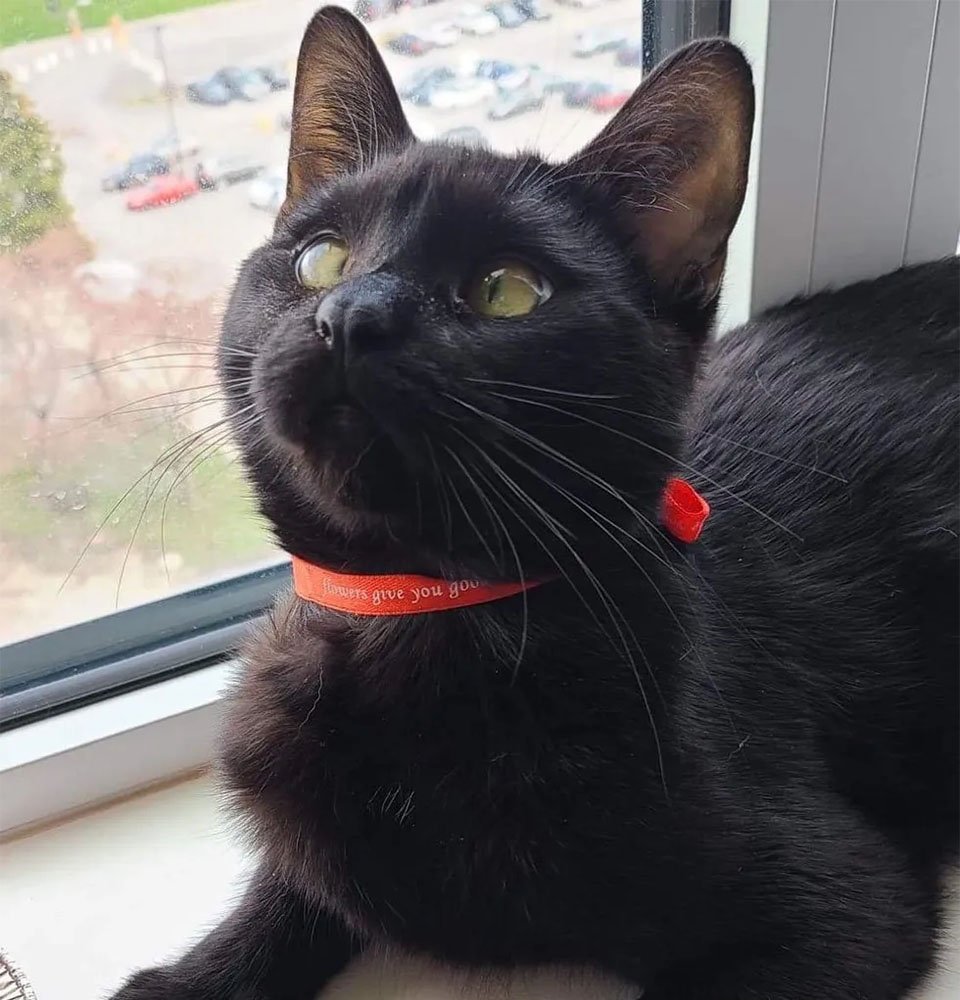 Gatito bizco encontró su camino desde vagar por las calles hasta vivir la mejor vida 13 Biglou en la ventana