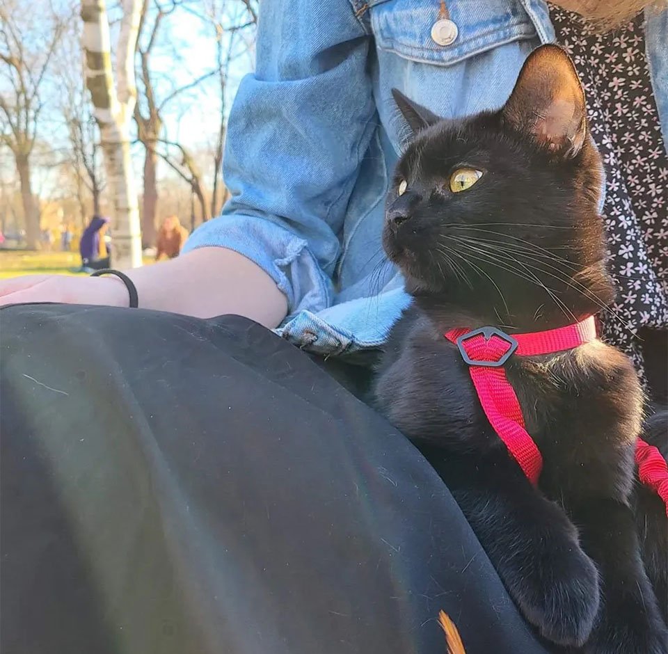 Gatito bizco encontró su camino desde vagar por las calles hasta vivir la mejor vida 15 Biglou paseando