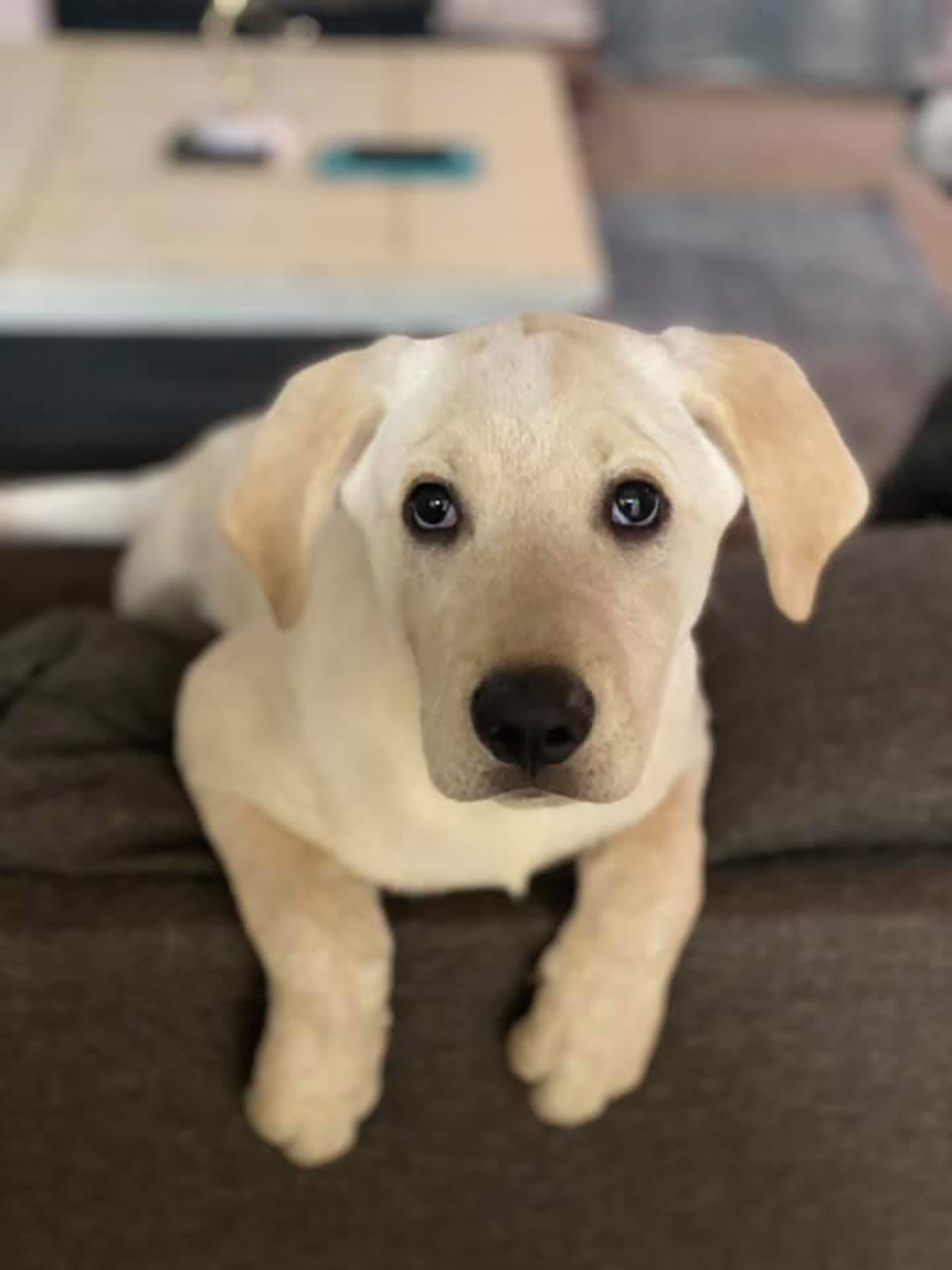 Cachorro es atrapado "con las manos en la masa" orquestando una fuga 10 Cachorro es atrapado orquestando una fuga