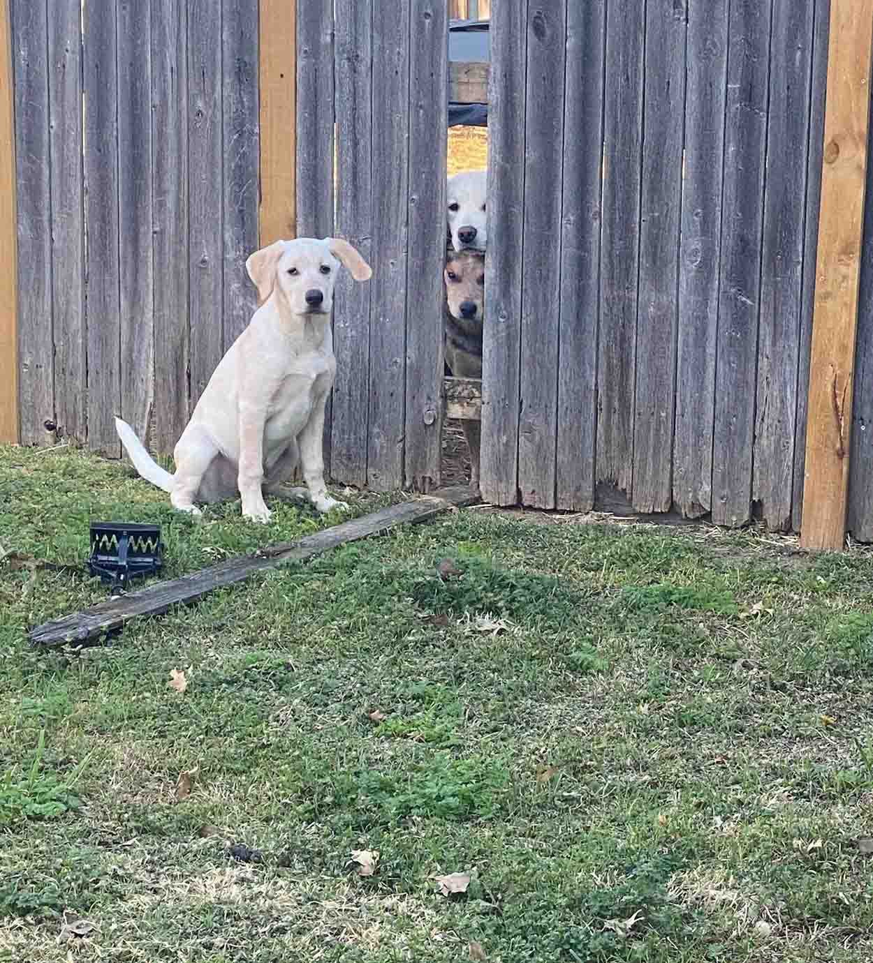 Cachorro es atrapado "con las manos en la masa" orquestando una fuga 7 Cachorro es atrapado orquestando una fuga