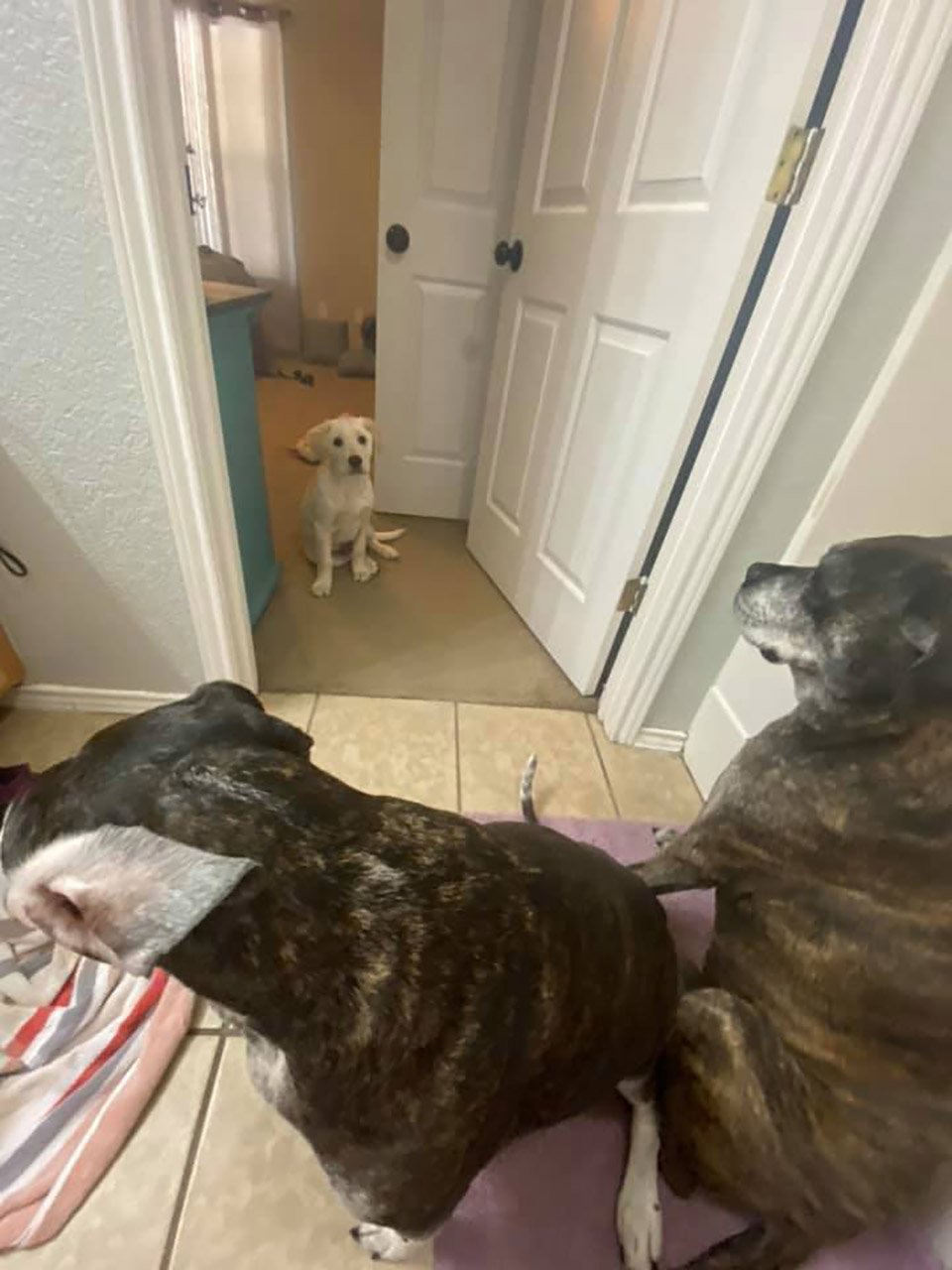 Cachorro es atrapado "con las manos en la masa" orquestando una fuga 9 Cachorro y sus amigos