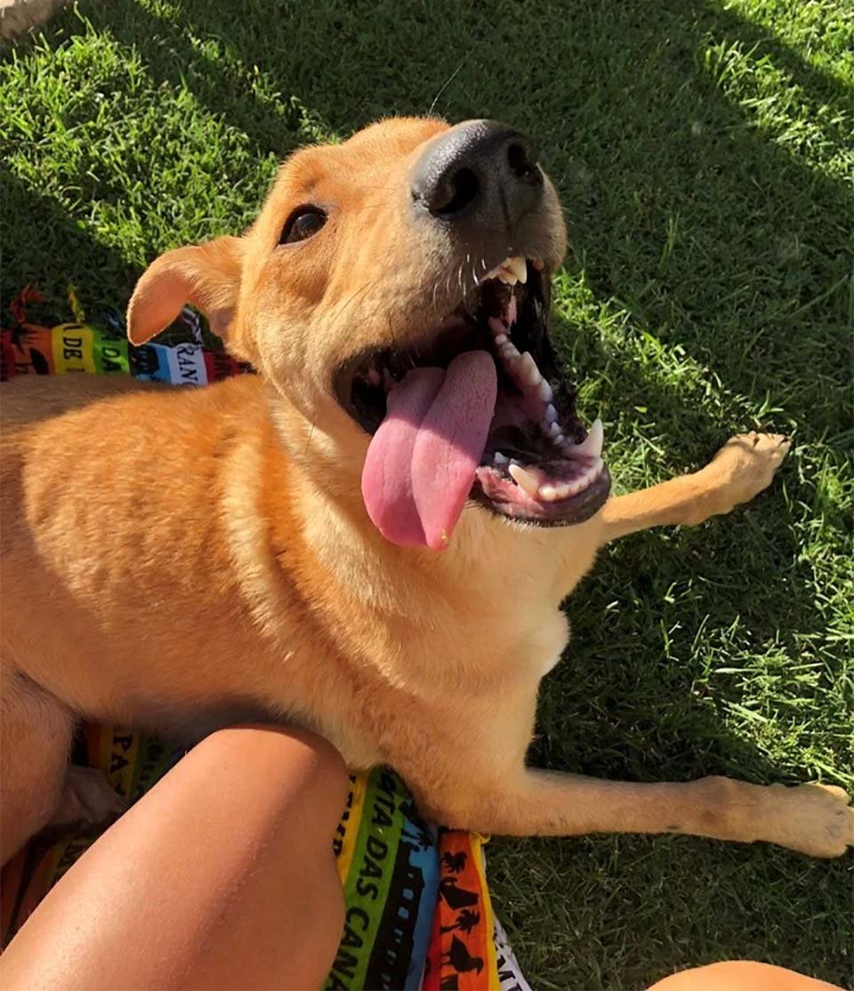 Emotivo reencuentro de una mujer con su perro que estuvo perdido por 3 meses 14 Congo feliz