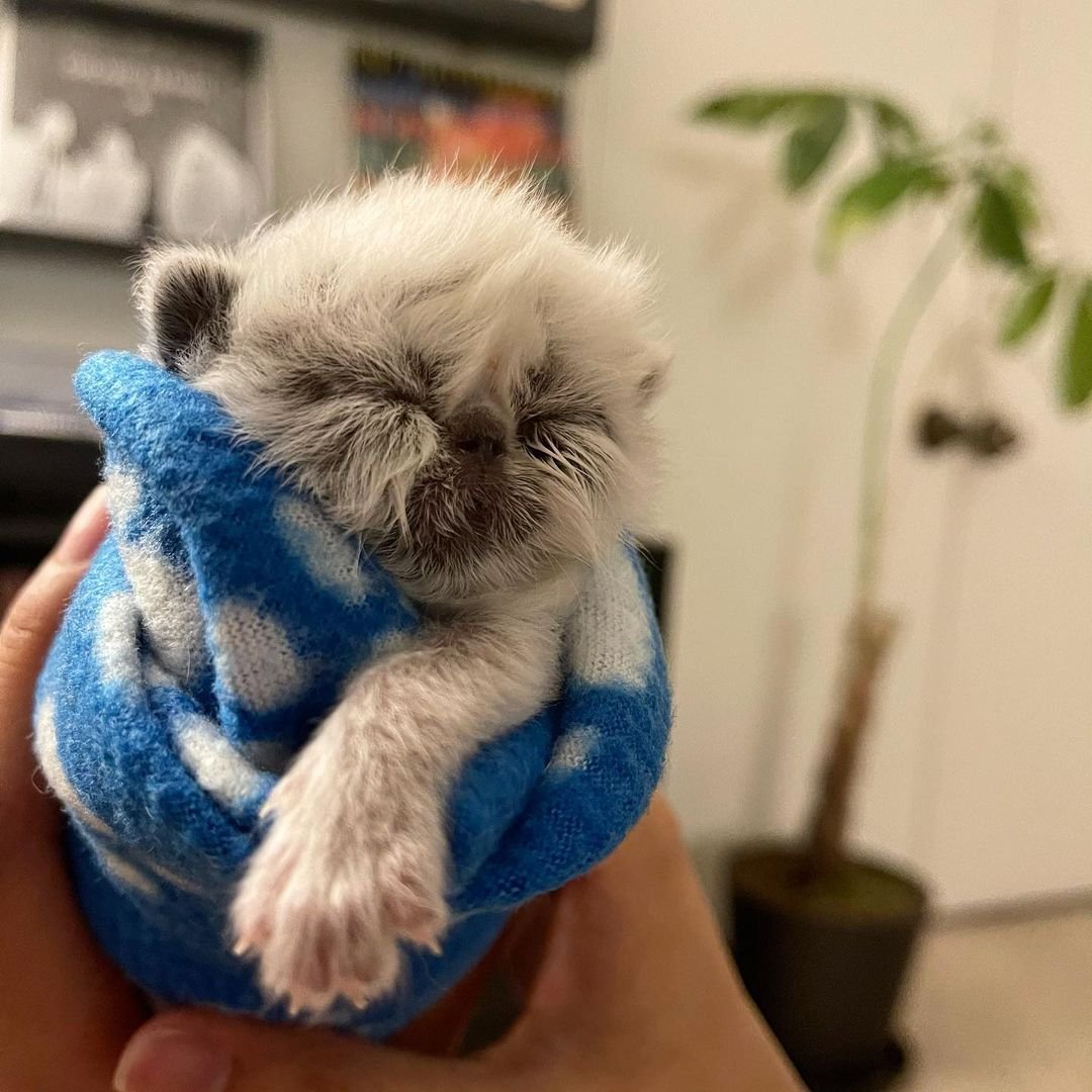 Gatito con el rostro de abuelo más lindo está decidido a conquistar a todos con su encanto 11 Dulce gato bebé
