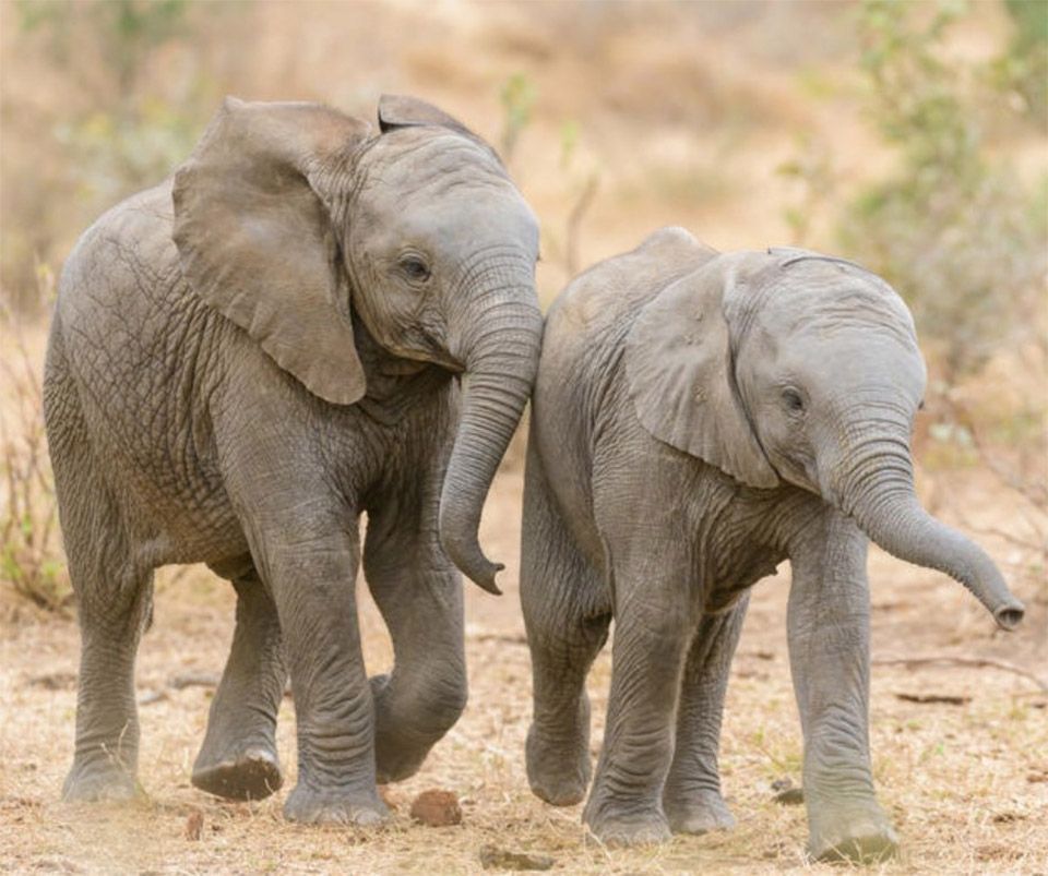 Elefantes bebés
