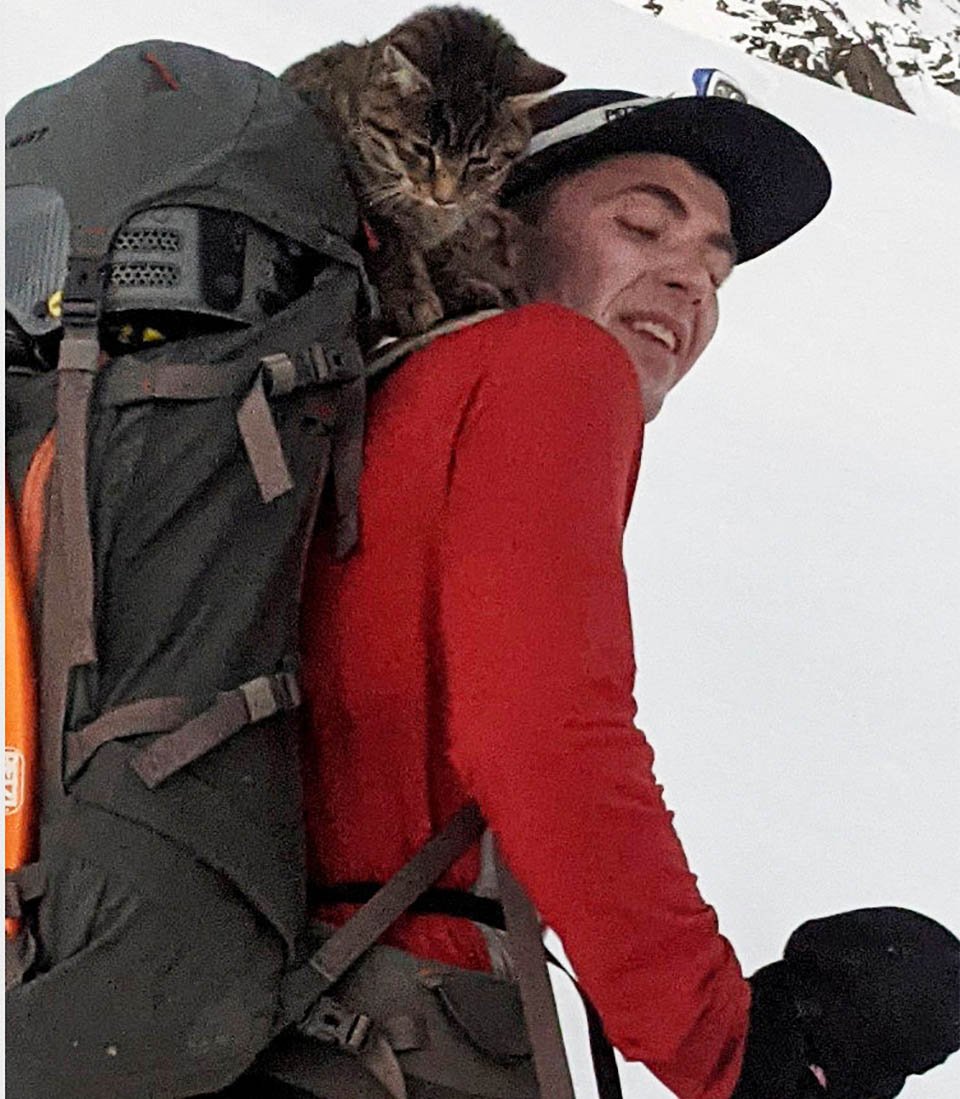 Gato perdido sigue a excursionistas hasta la cima de una montaña en Suiza 9 Excursionista ayuda gato