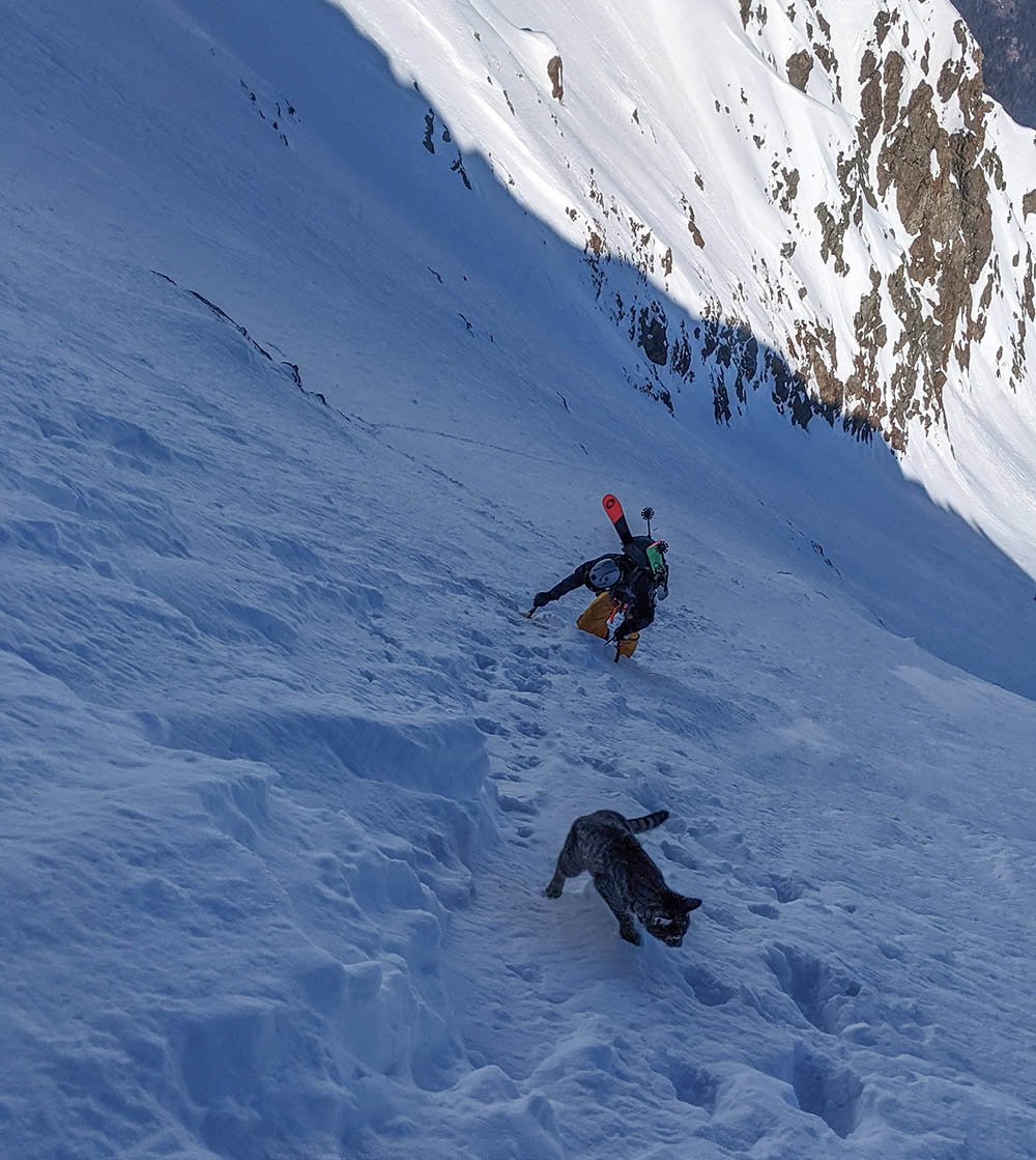 Gato perdido sigue a excursionistas hasta la cima de una montaña en Suiza 11 Felino escalando